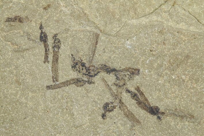 Crane Fly (Tipulidae) Mortality Plate - Green River Formation #360059